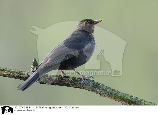 Amsel / common blackbird / DV-01831