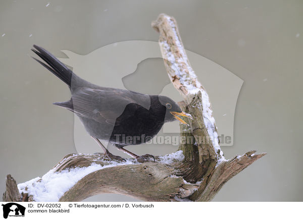 Amsel / common blackbird / DV-02052