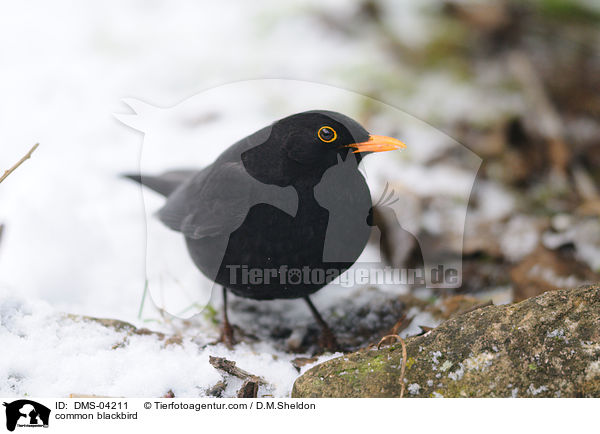 common blackbird / DMS-04211