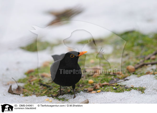 common blackbird / DMS-04961