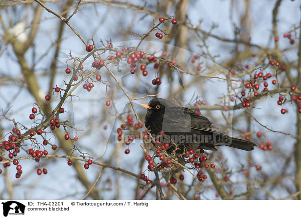 Amsel / common blackbird / THA-03201