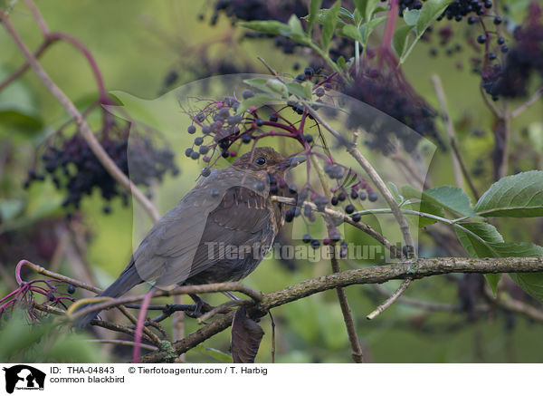 Amsel / common blackbird / THA-04843