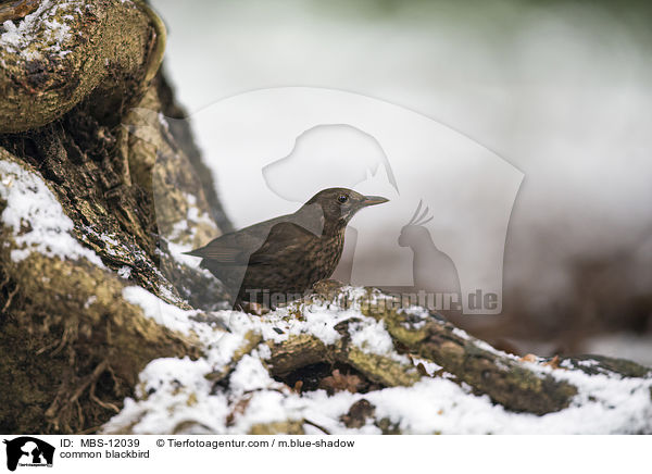 common blackbird / MBS-12039