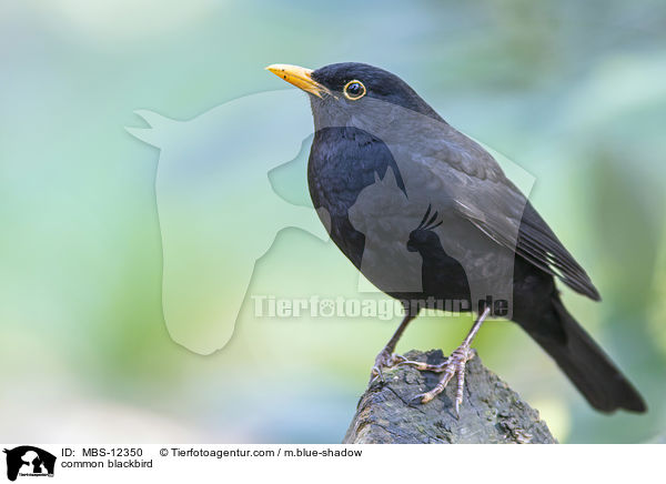 common blackbird / MBS-12350