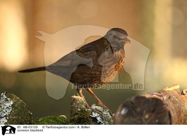 Amsel / common blackbird / AB-03129