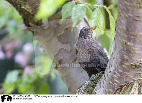 Amsel / common blackbird / MBS-14327