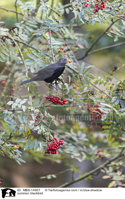 Amsel / common blackbird / MBS-14907