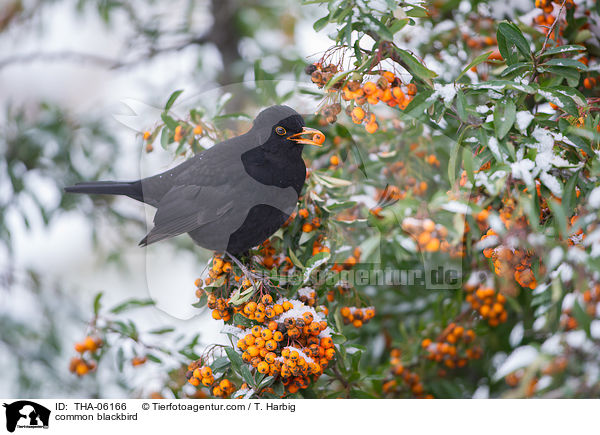 Amsel / common blackbird / THA-06166