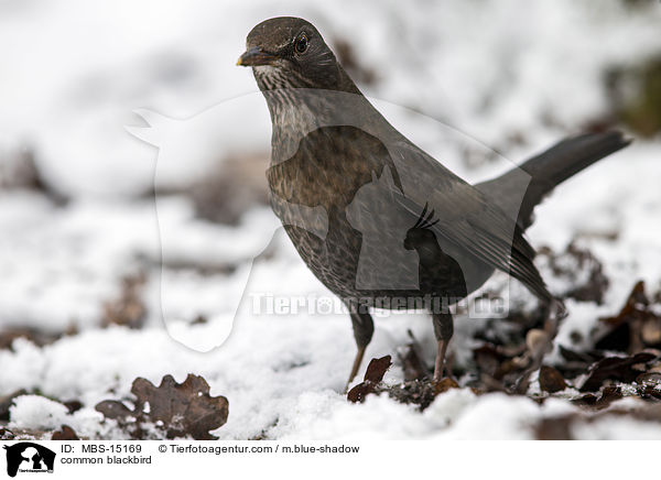 Amsel / common blackbird / MBS-15169