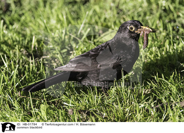 Amsel / common blackbird / HB-01784