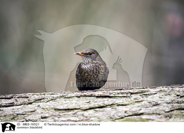 common blackbird / MBS-16521