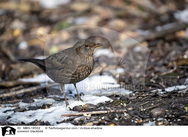 Amsel / common blackbird / MBS-18502