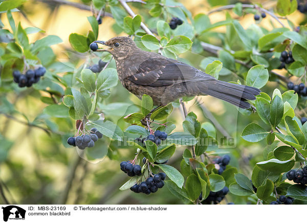 Amsel / common blackbird / MBS-23169