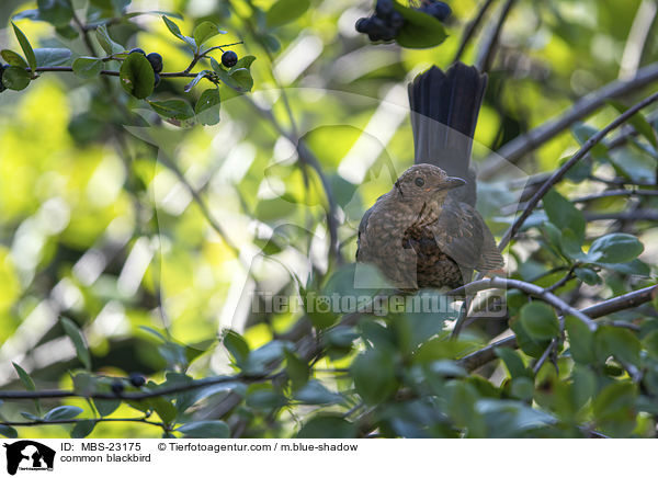 Amsel / common blackbird / MBS-23175