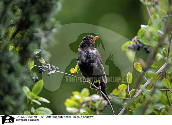 Amsel / common blackbird / MBS-23178