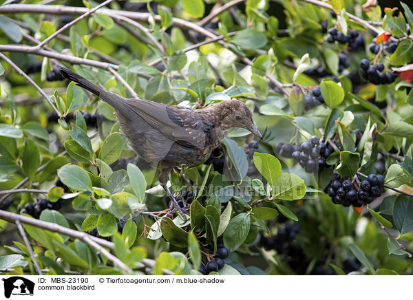 Amsel / common blackbird / MBS-23190