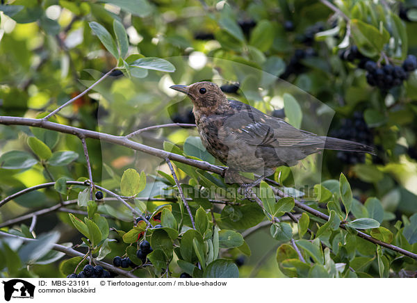 Amsel / common blackbird / MBS-23191