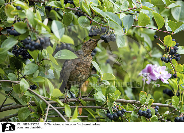 Amsel / common blackbird / MBS-23203