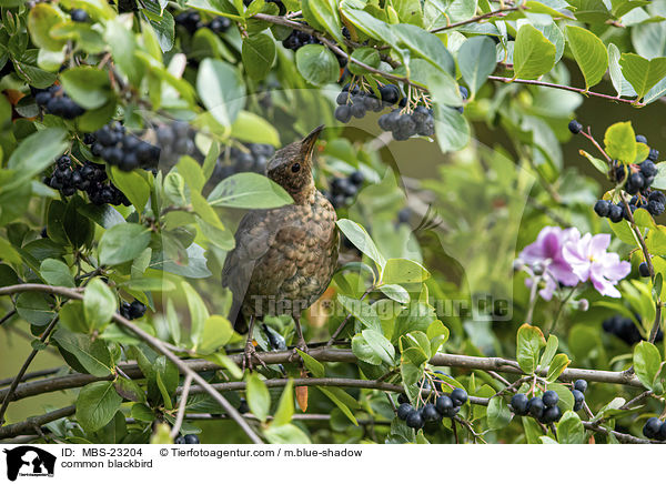 Amsel / common blackbird / MBS-23204