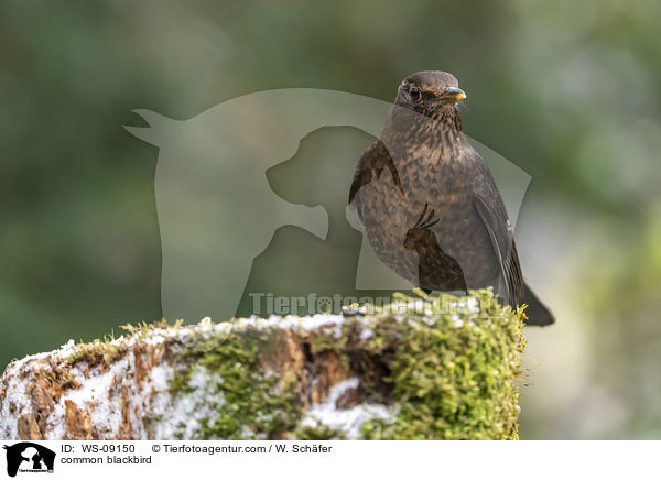 Amsel / common blackbird / WS-09150