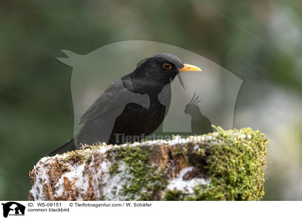 common blackbird / WS-09151