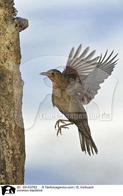 Amsel / common blackbird / DV-03762