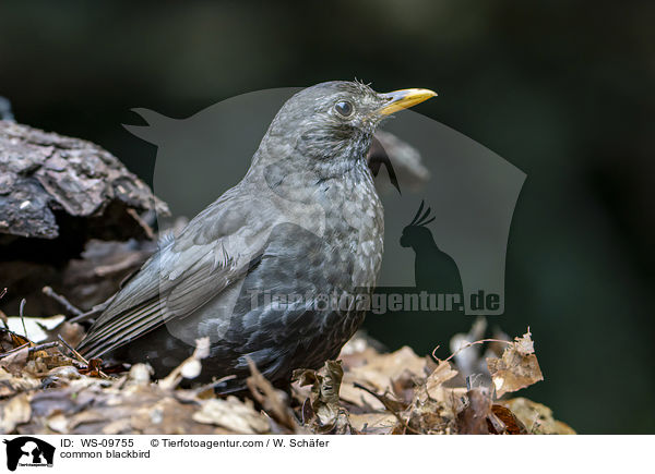 Amsel / common blackbird / WS-09755