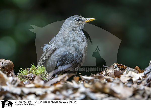 Amsel / common blackbird / WS-09760