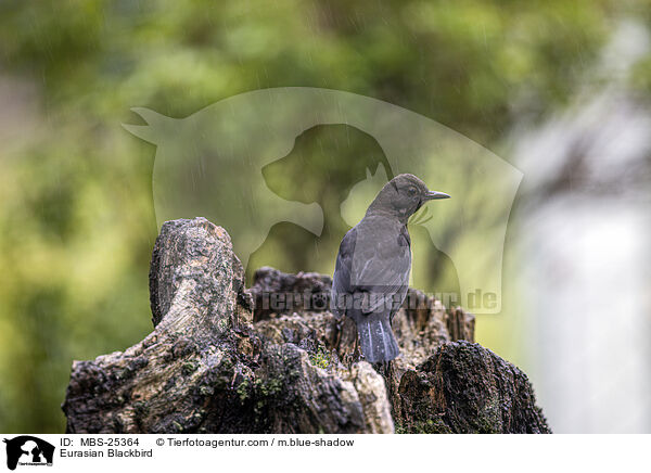 Amsel / Eurasian Blackbird / MBS-25364