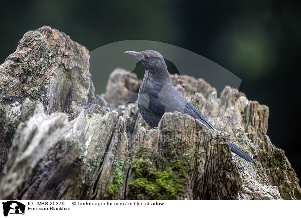 Eurasian Blackbird / MBS-25379