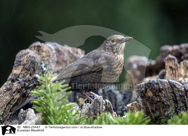 Amsel / Eurasian Blackbird / MBS-25447