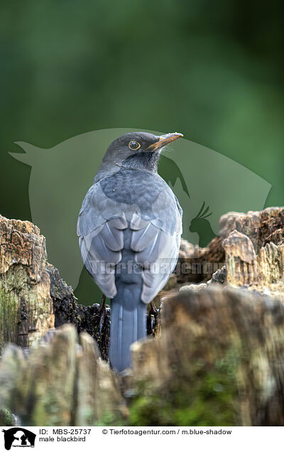 male blackbird / MBS-25737