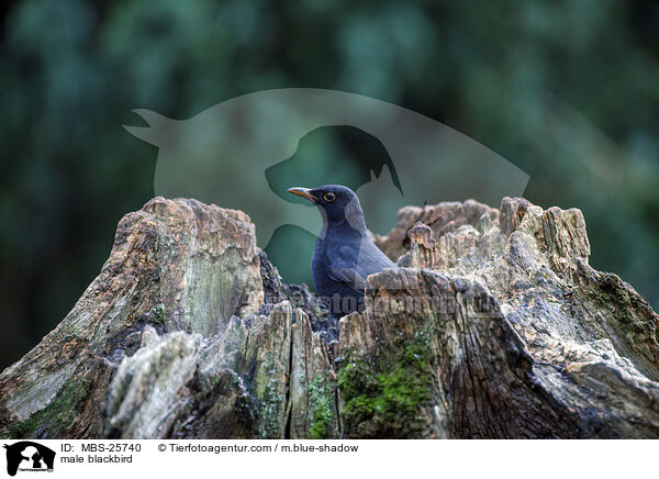 mnnliche Amsel / male blackbird / MBS-25740