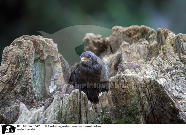 mnnliche Amsel / male blackbird / MBS-25742