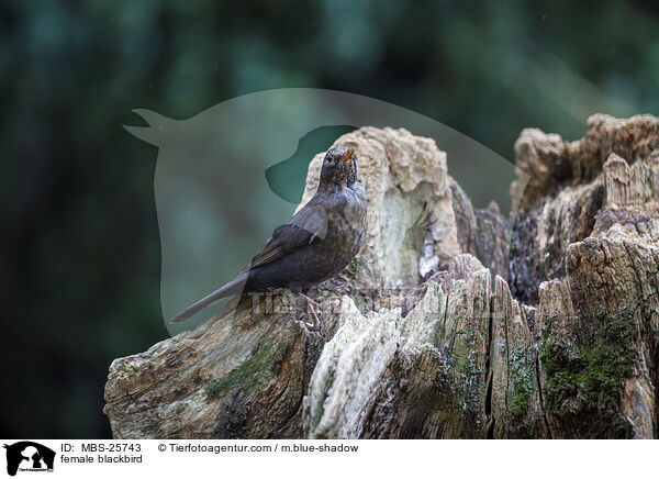 female blackbird / MBS-25743