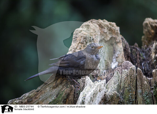 weibliche Amsel / female blackbird / MBS-25744