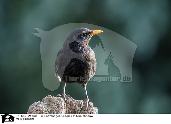 male blackbird / MBS-25750