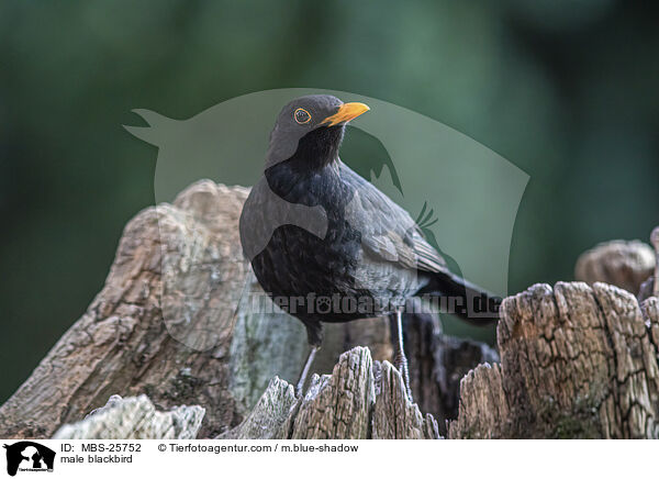 mnnliche Amsel / male blackbird / MBS-25752