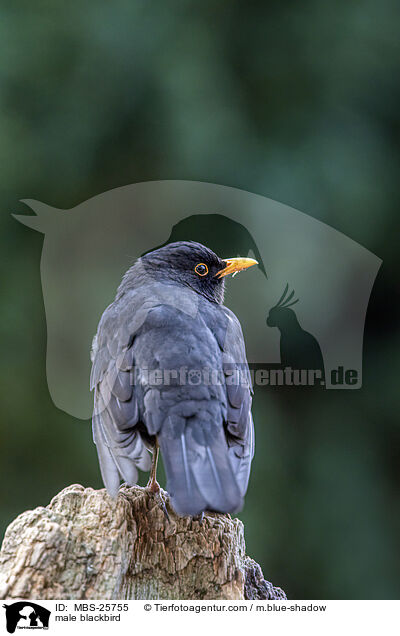 mnnliche Amsel / male blackbird / MBS-25755