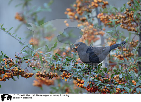 Amsel / common blackbird / THA-10174