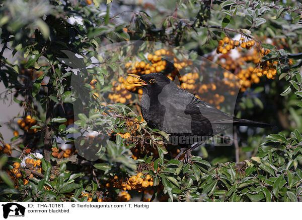 Amsel / common blackbird / THA-10181