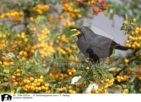 Amsel / common blackbird / THA-10514