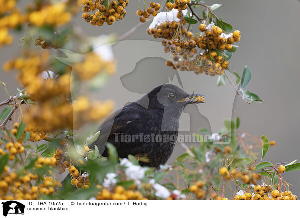 Amsel / common blackbird / THA-10525