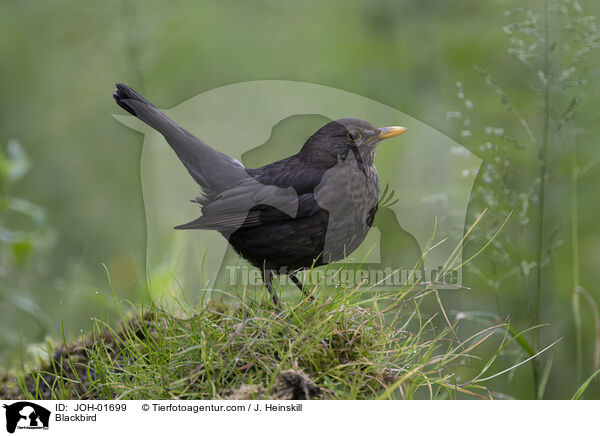 Amsel / Blackbird / JOH-01699