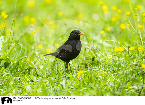 Ammsel / blackbird / DMS-10689