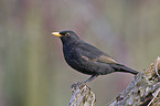 blackbird