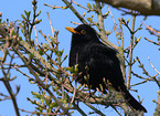 common blackbird