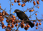 common blackbird