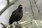 common blackbird