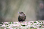 common blackbird